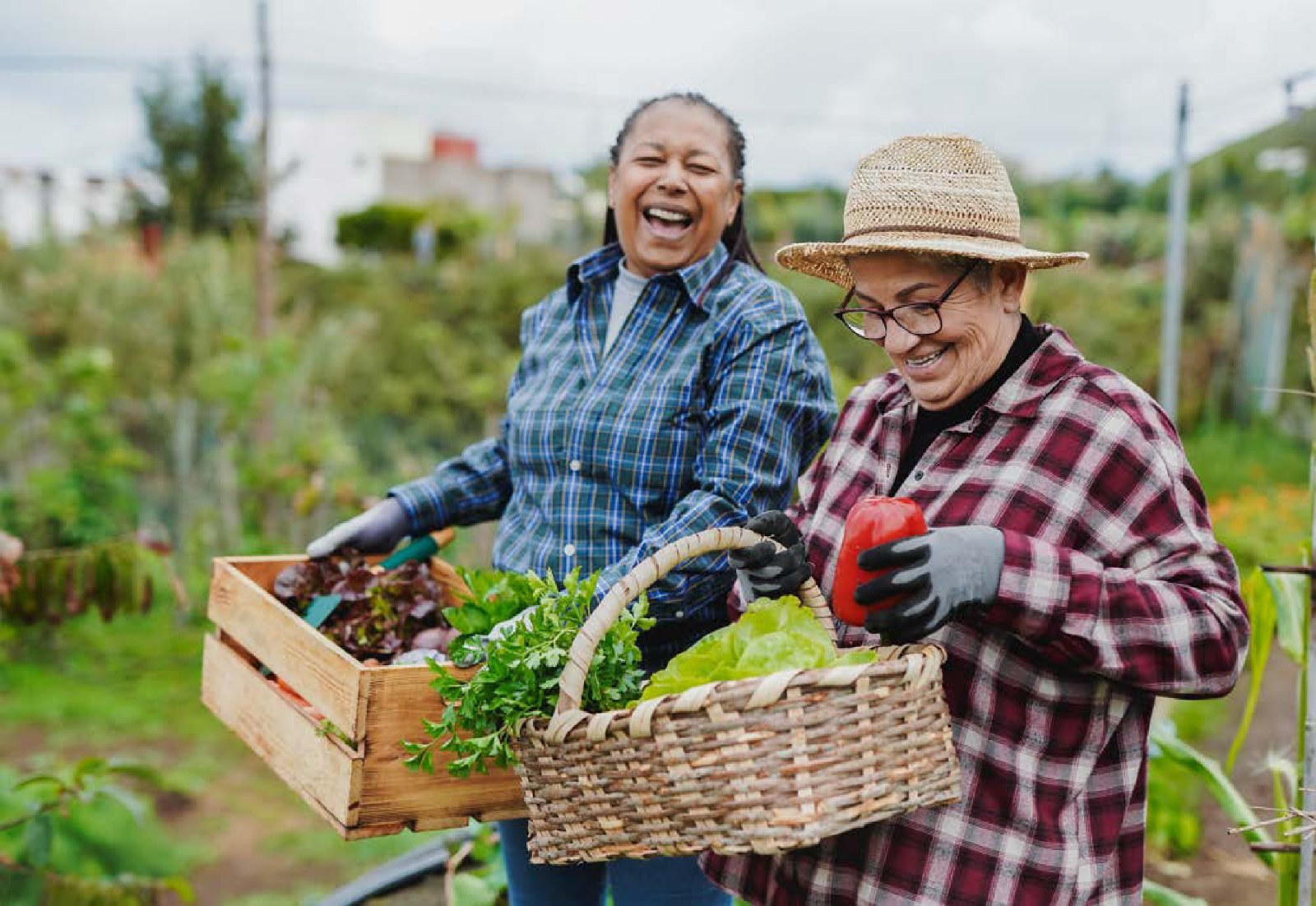 Two people harvesting vegetables at a community farm